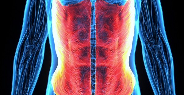 core of the body